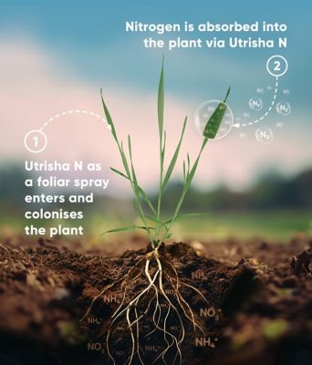 Utrisha N Infographic